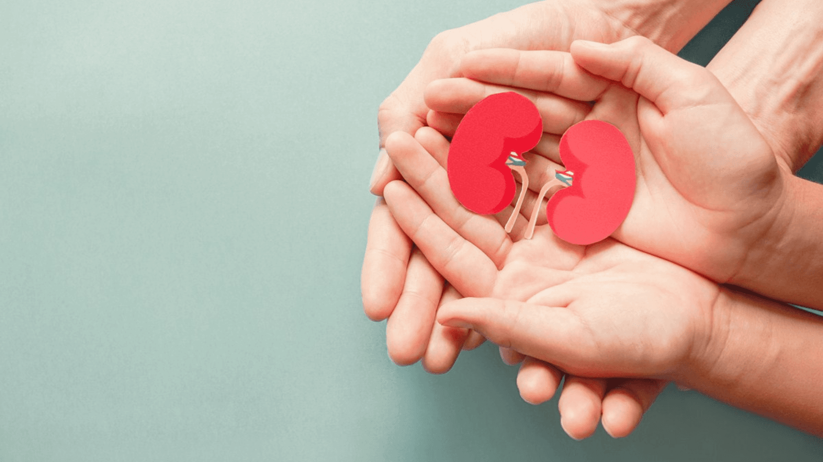 Four hands holding cut out image of kidneys stock image